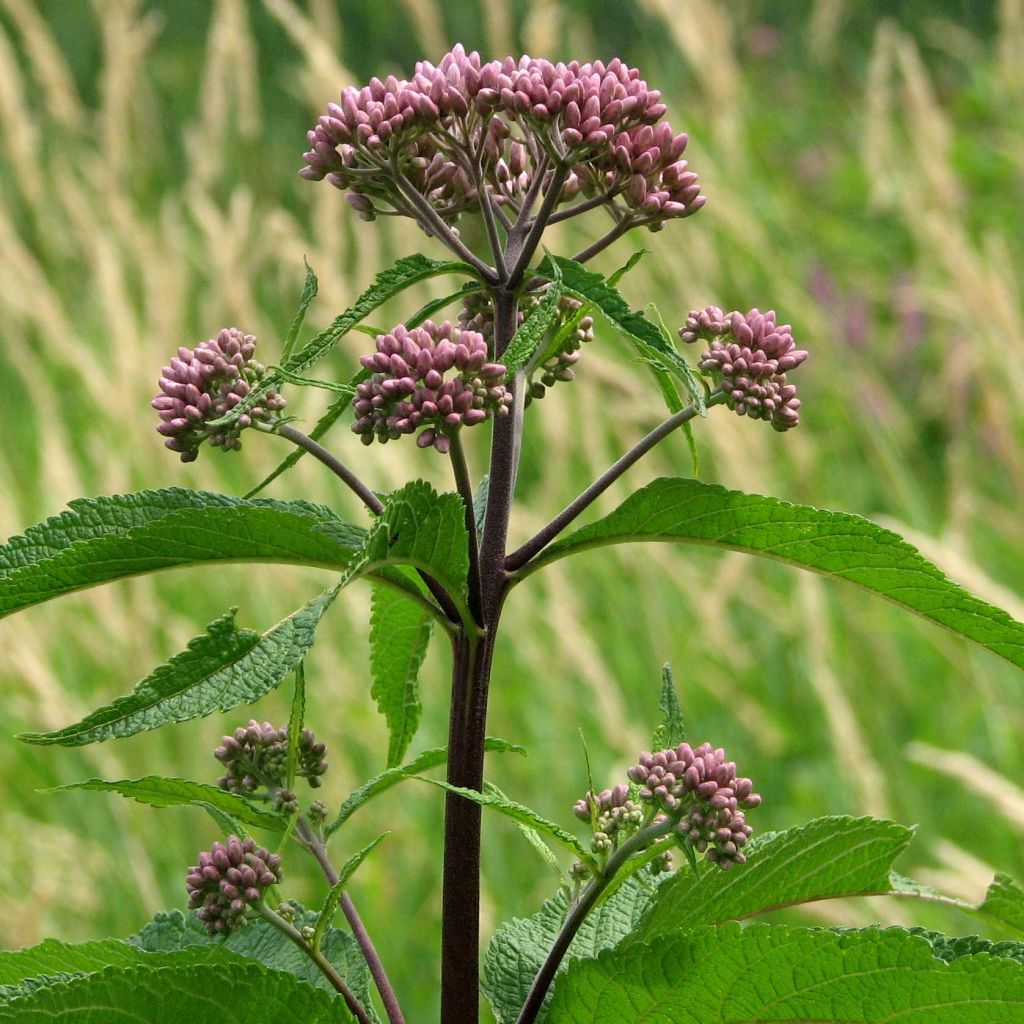 Eupatorium maculatum, Eupatoire