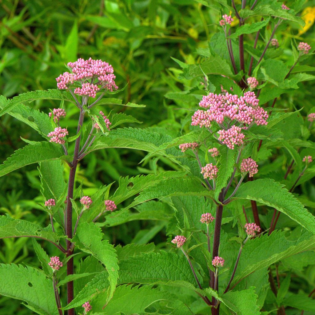 Eupatorium maculatum, Eupatoire