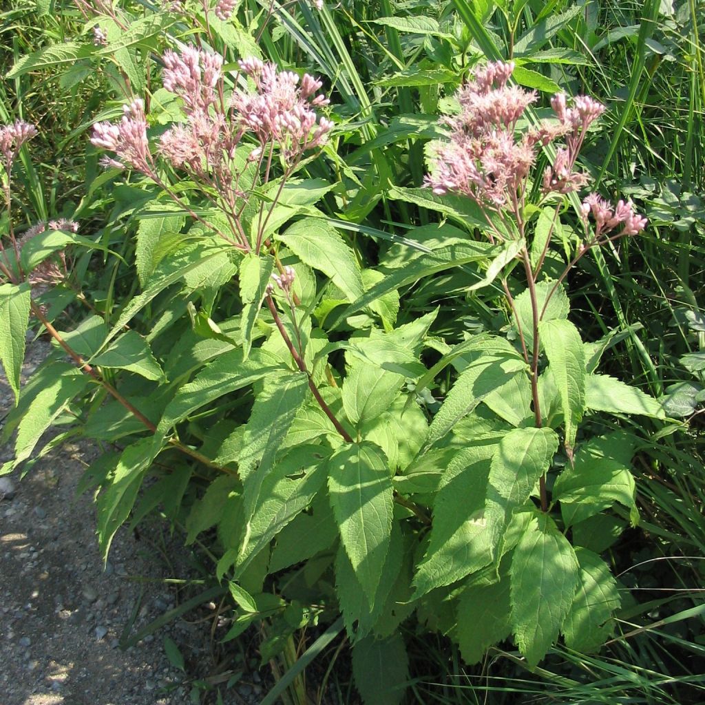 Eupatorium maculatum, Eupatoire