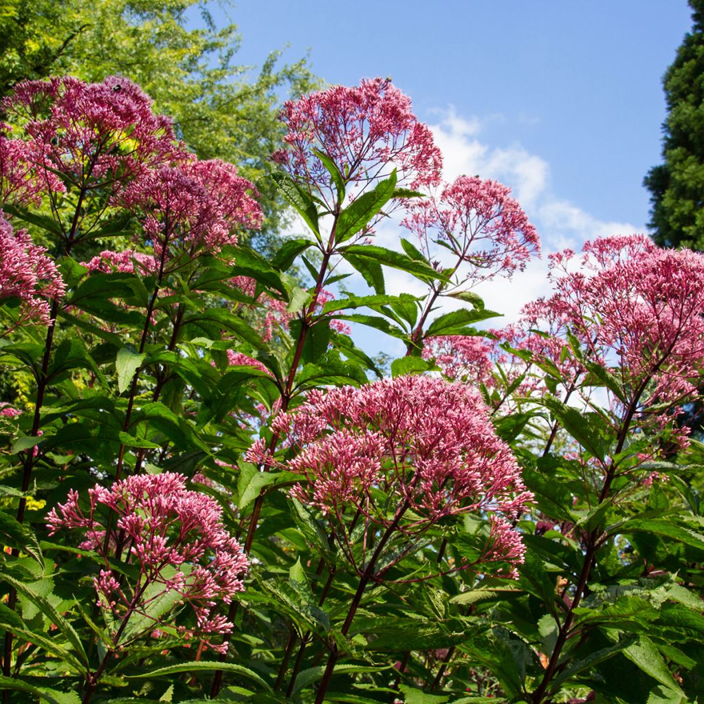 Eupatorium maculatum Atropurpureum