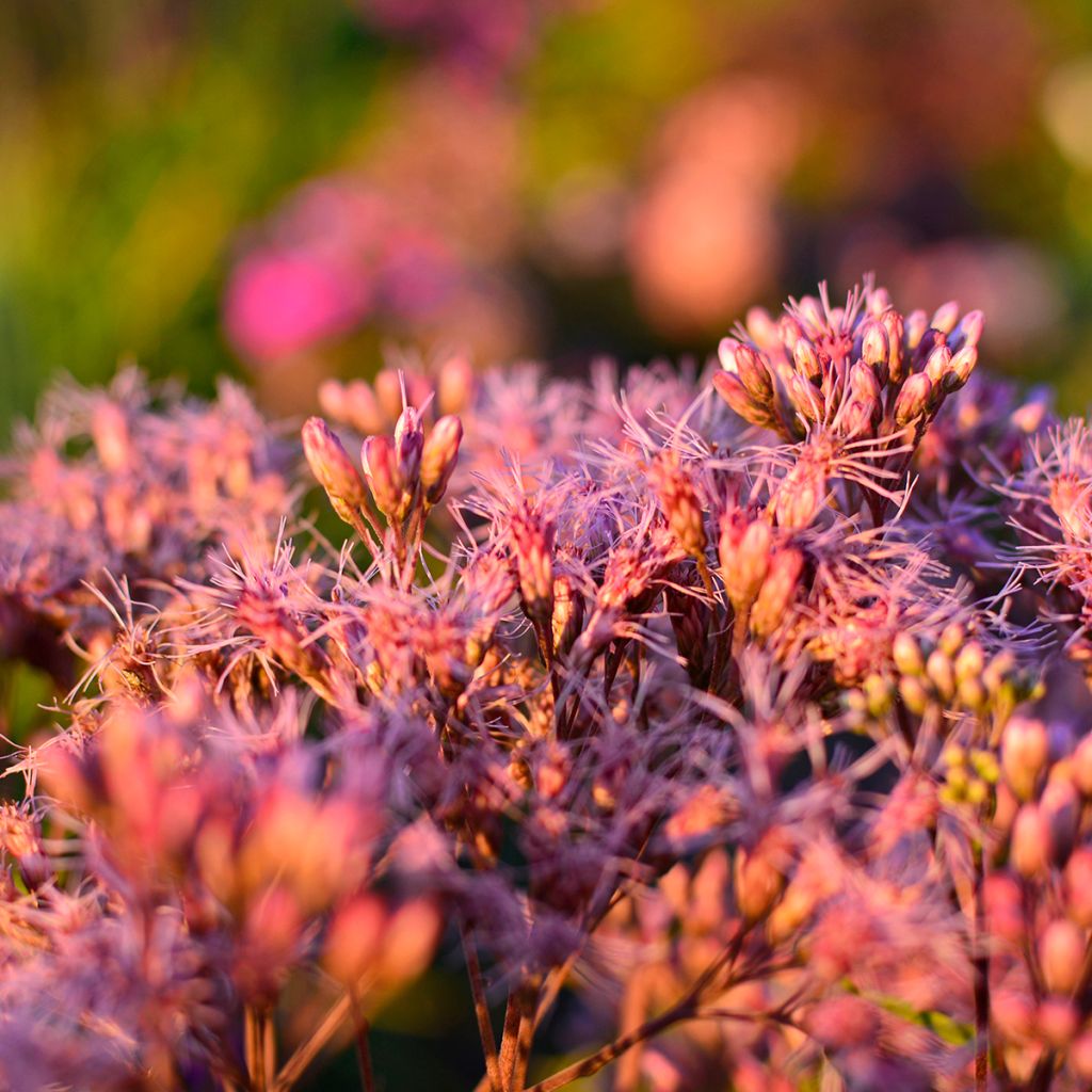 Eupatorium maculatum