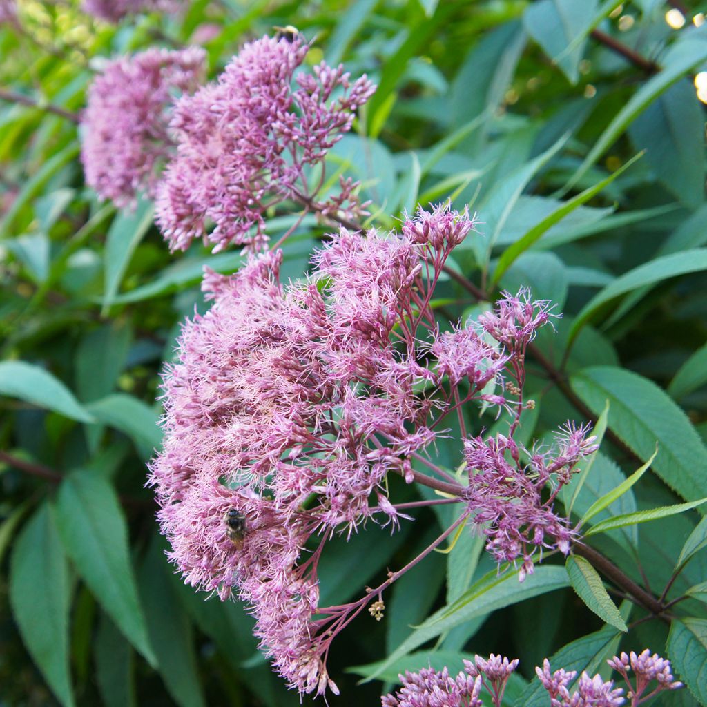 Eupatorium maculatum Purple Bush