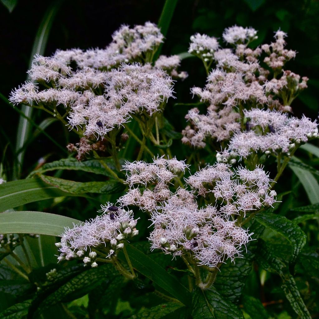 Eupatorium perfoliatum, Eupatoire