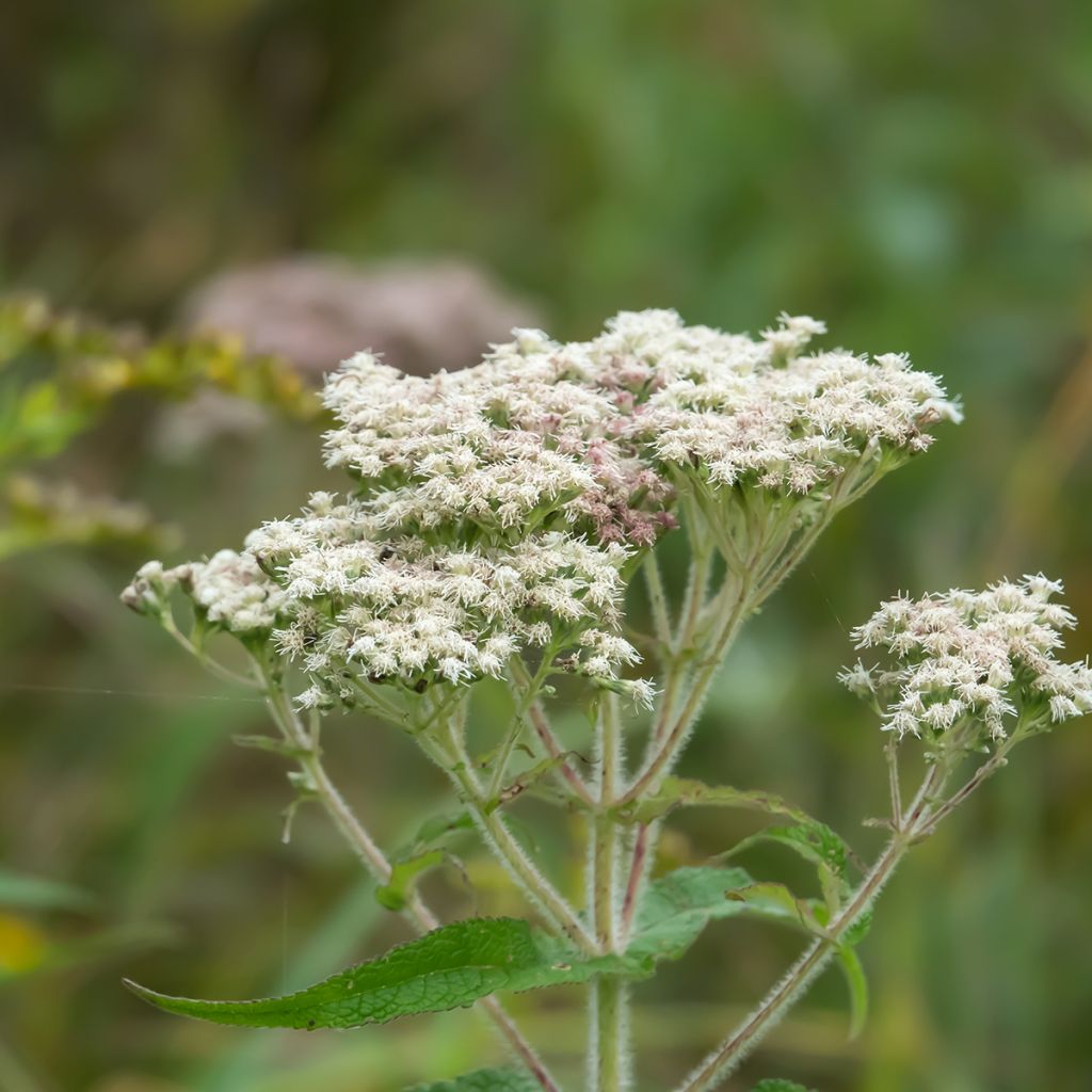 Eupatorium perfoliatum