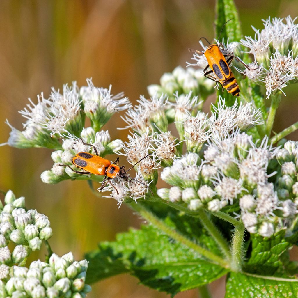 Eupatorium perfoliatum