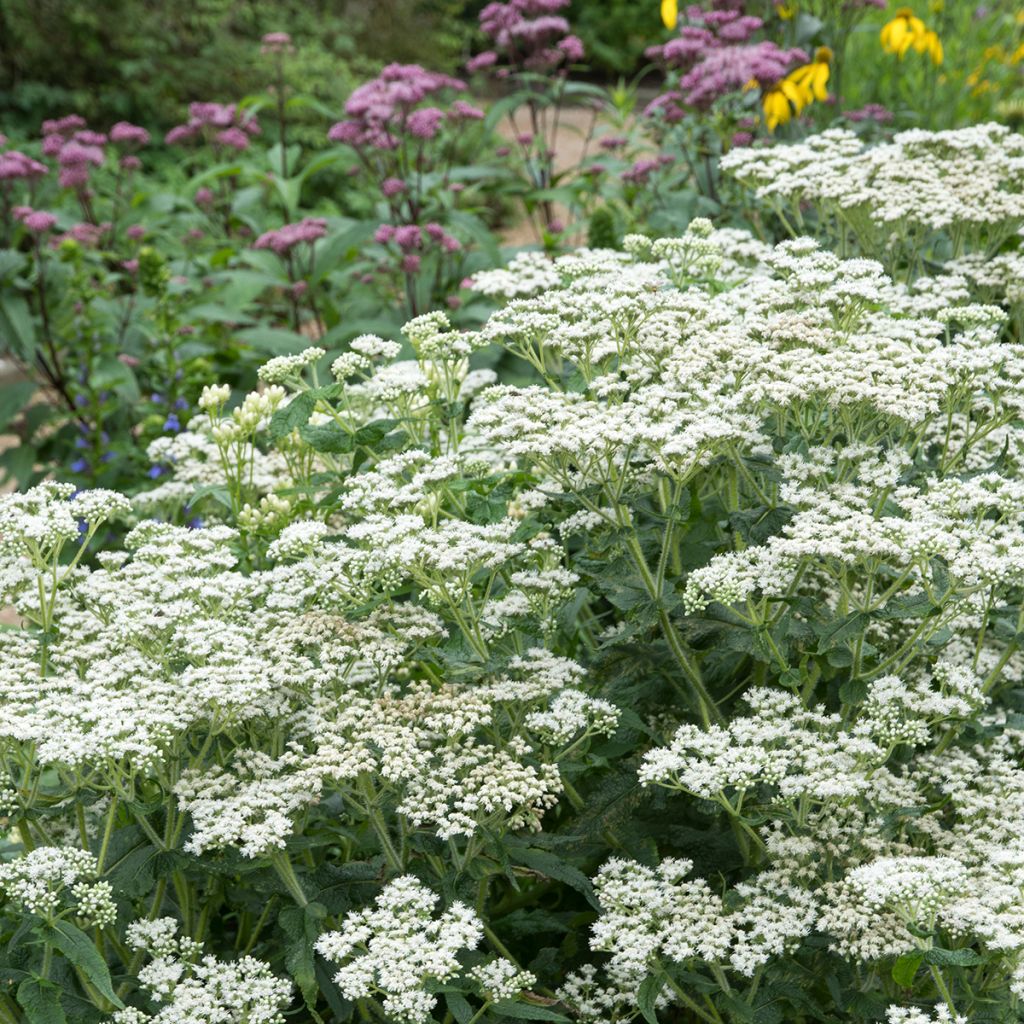 Eupatorium perfoliatum