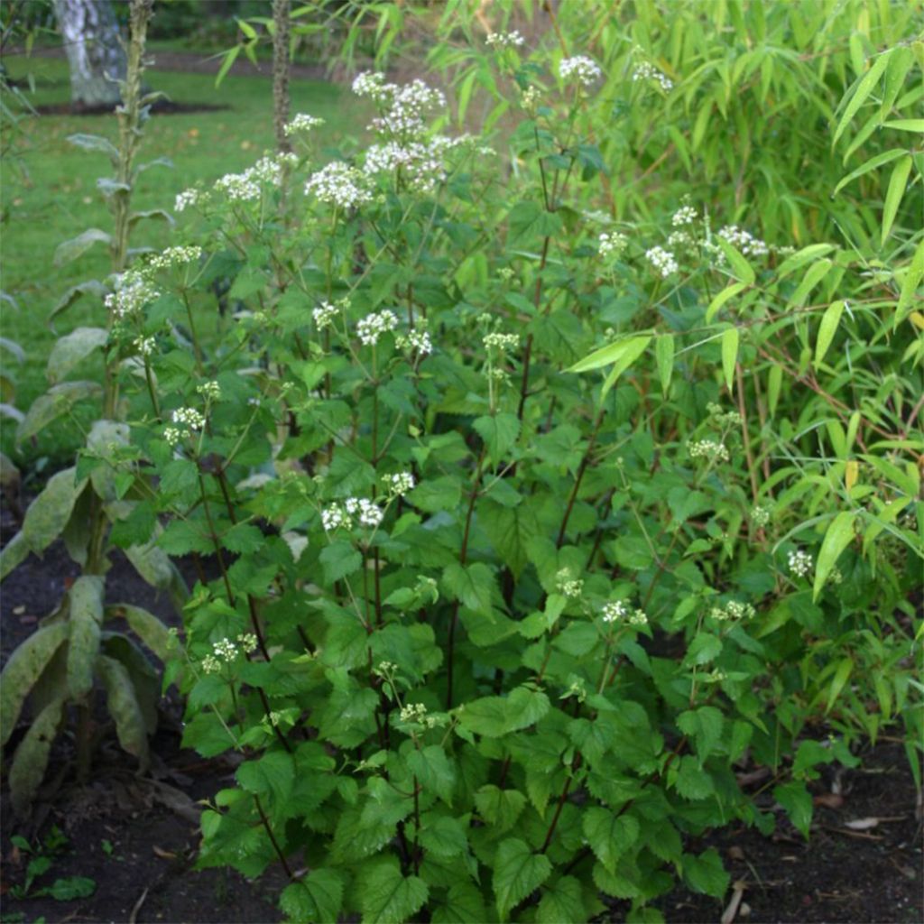 Eupatorium rugosum