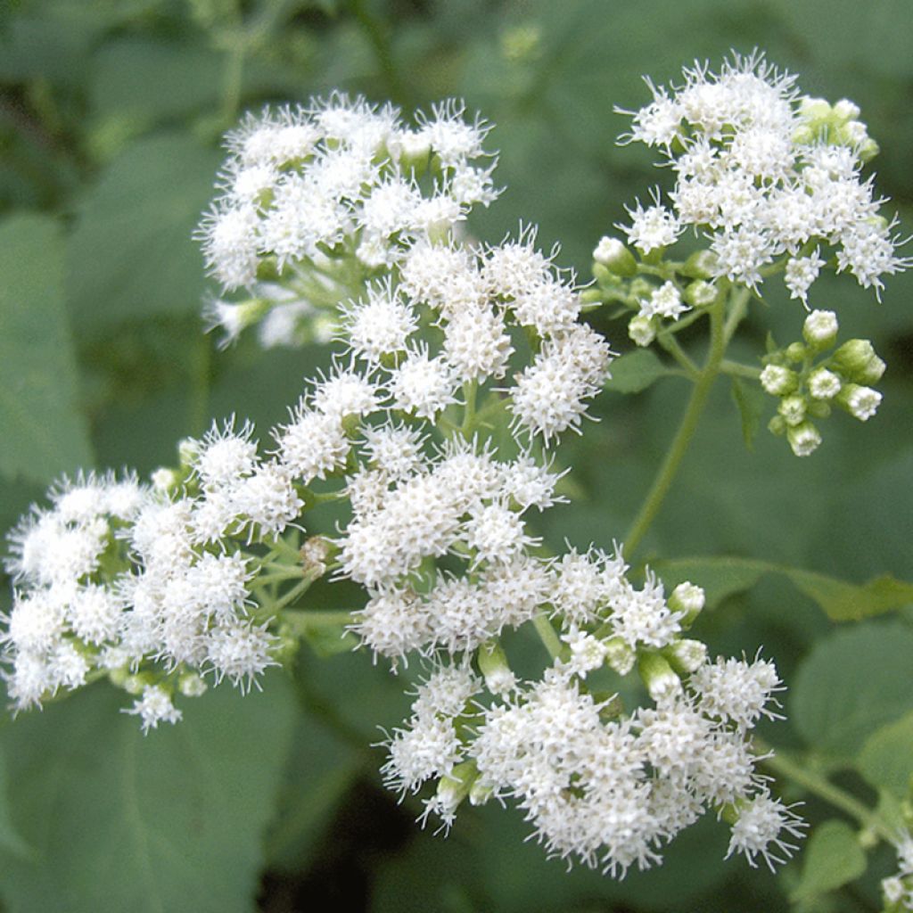 Eupatorium rugosum