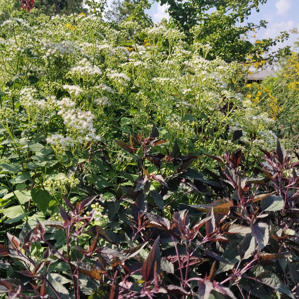 Eupatorium rugosum Chocolate