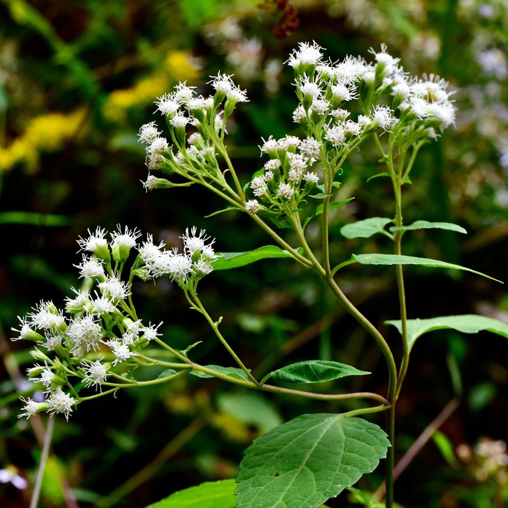 Eupatorium rugosum