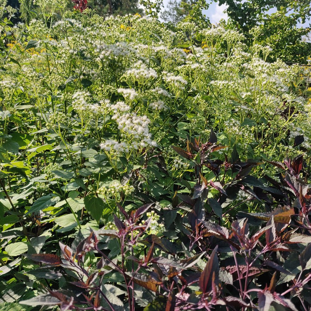 Eupatorium rugosum Braunlaub