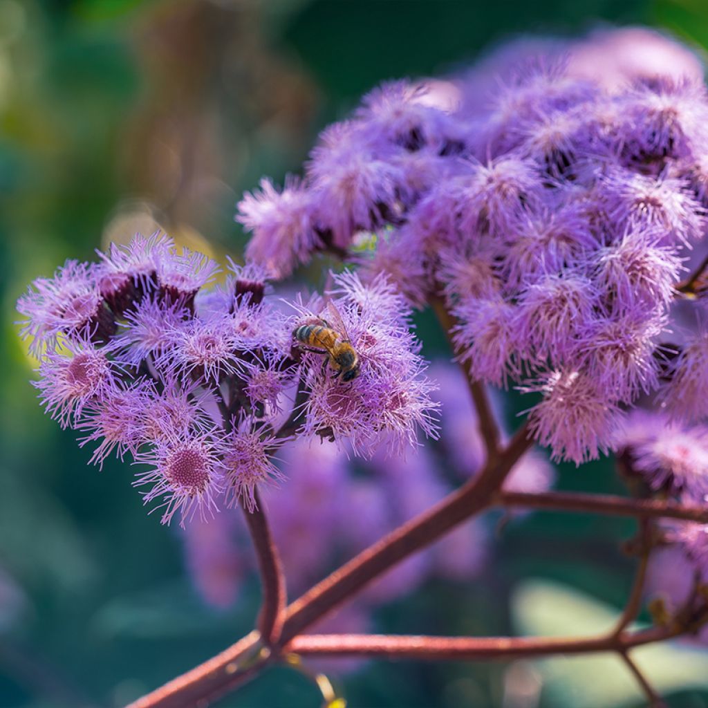 Eupatorium sordidum