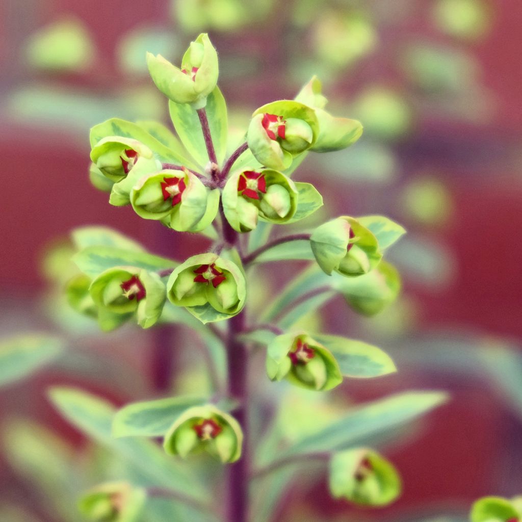 Euphorbia martinii Ascot Rainbow - Spurge