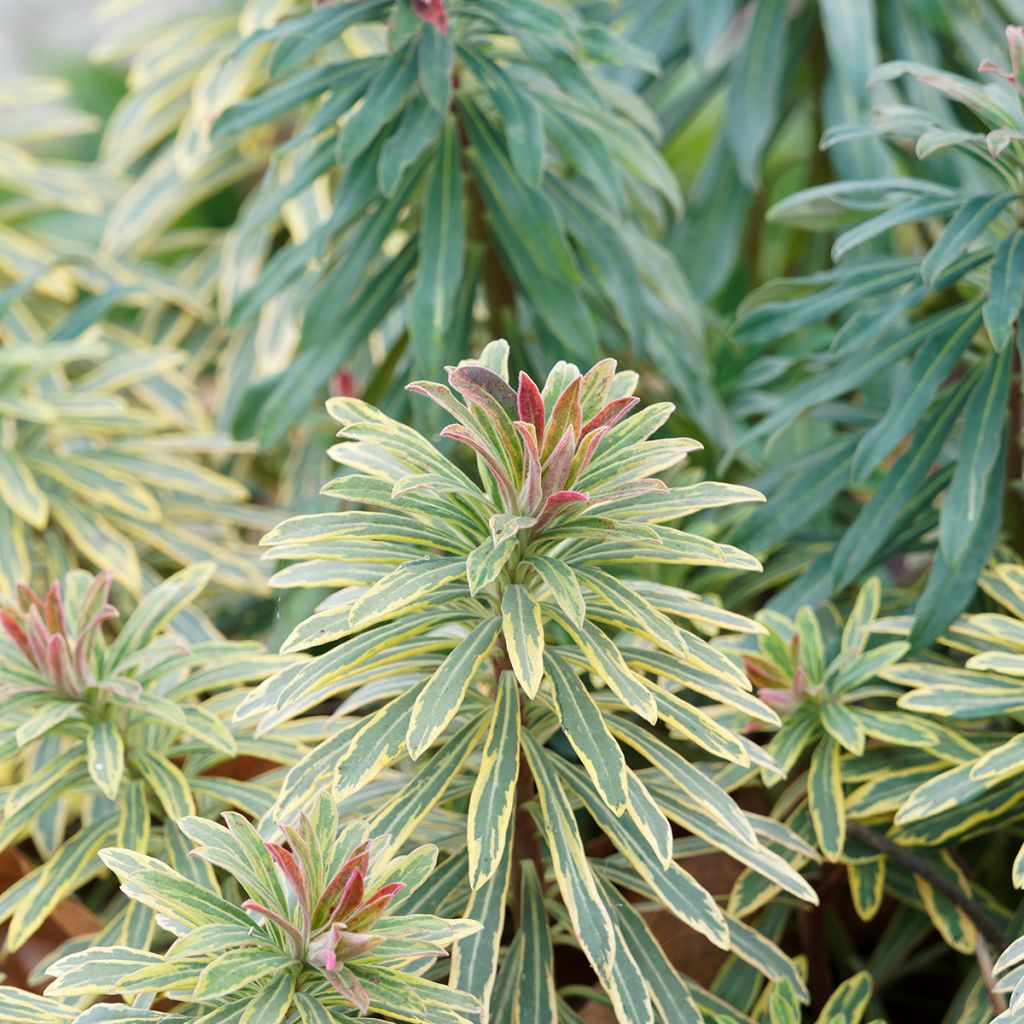 Euphorbia martinii Ascot Rainbow - Spurge