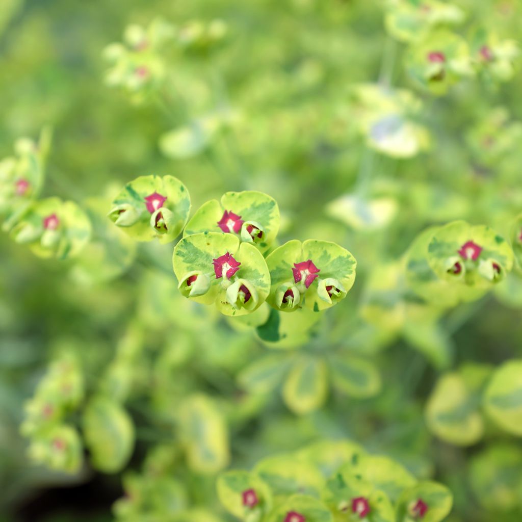 Euphorbia martinii Ascot Rainbow - Spurge