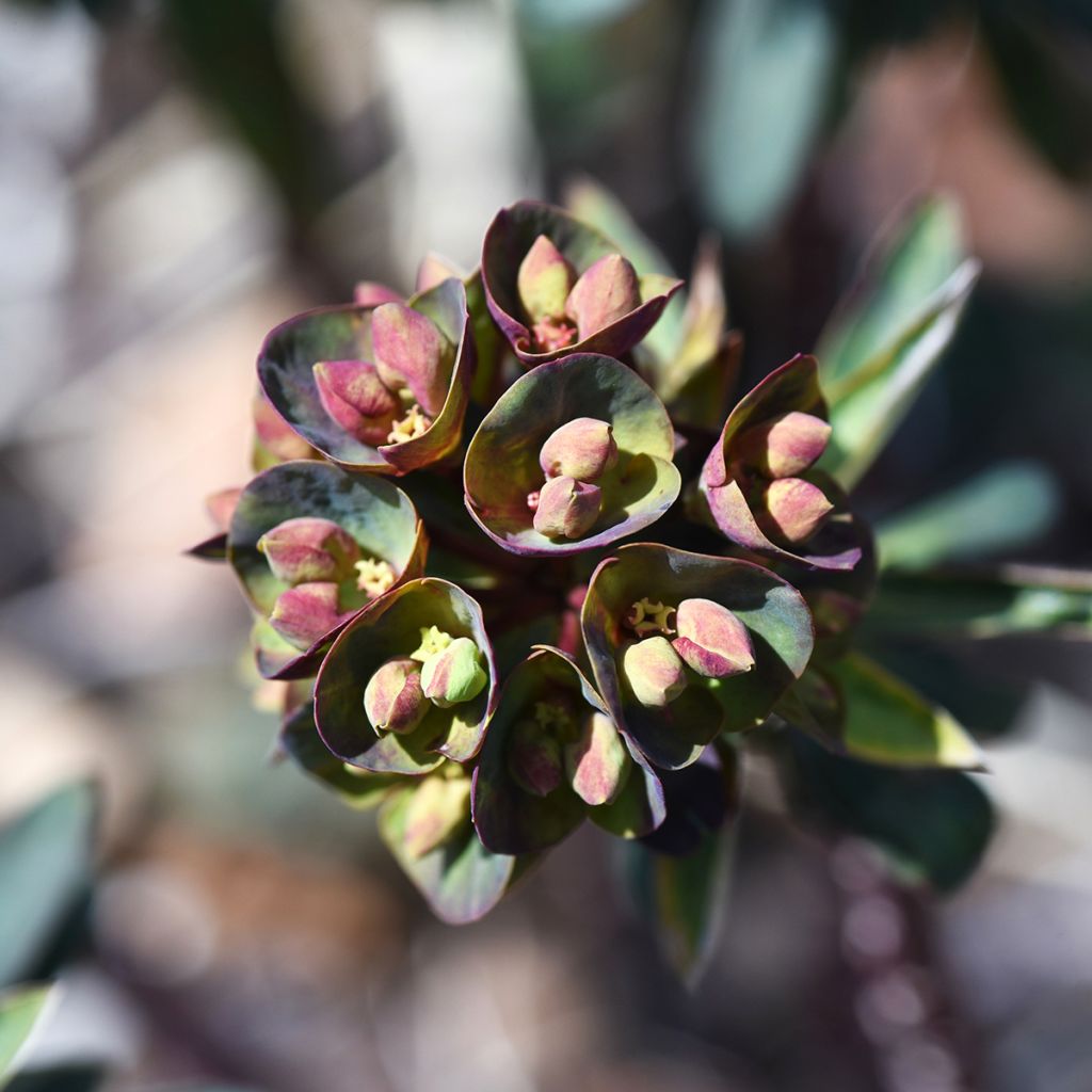 Euphorbia characias Black Bird - Spurge