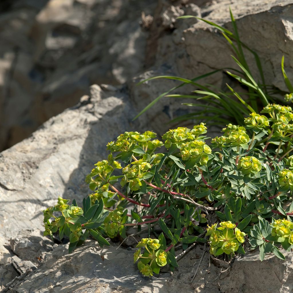 Euphorbia nicaeensis - Spurge