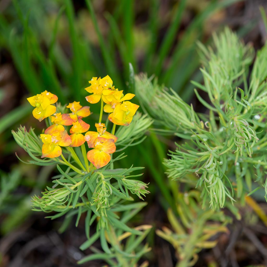 Euphorbia cyparissias - Spurge