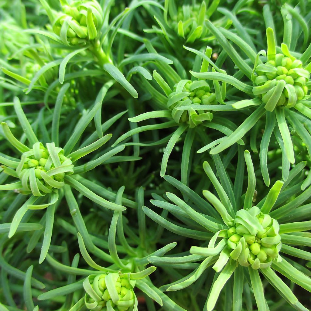 Euphorbia cyparissias - Spurge