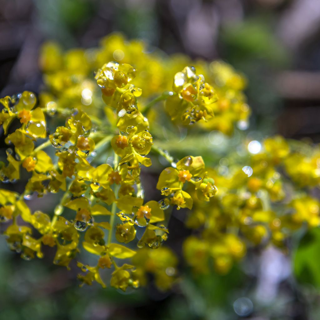 Euphorbia cyparissias - Spurge