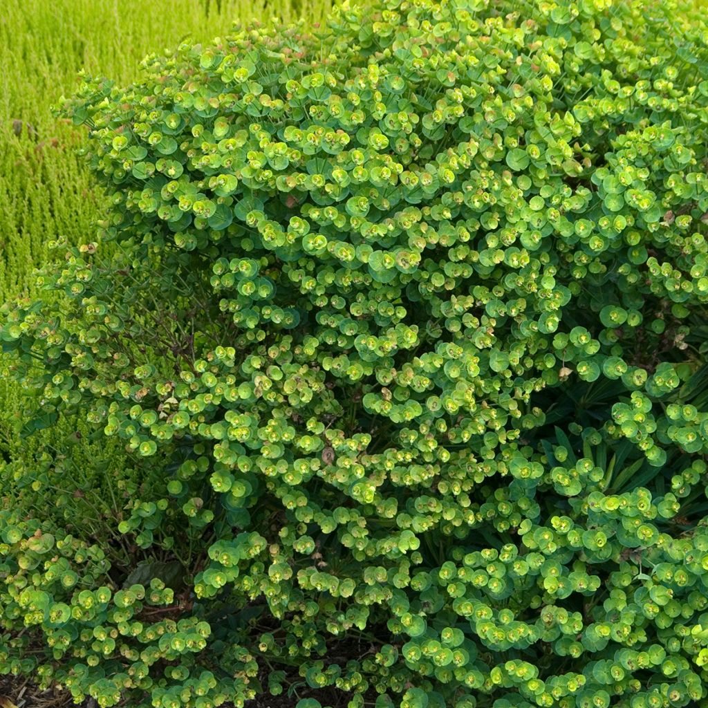 Euphorbia pseudovirgata Redwing Charam - Spurge