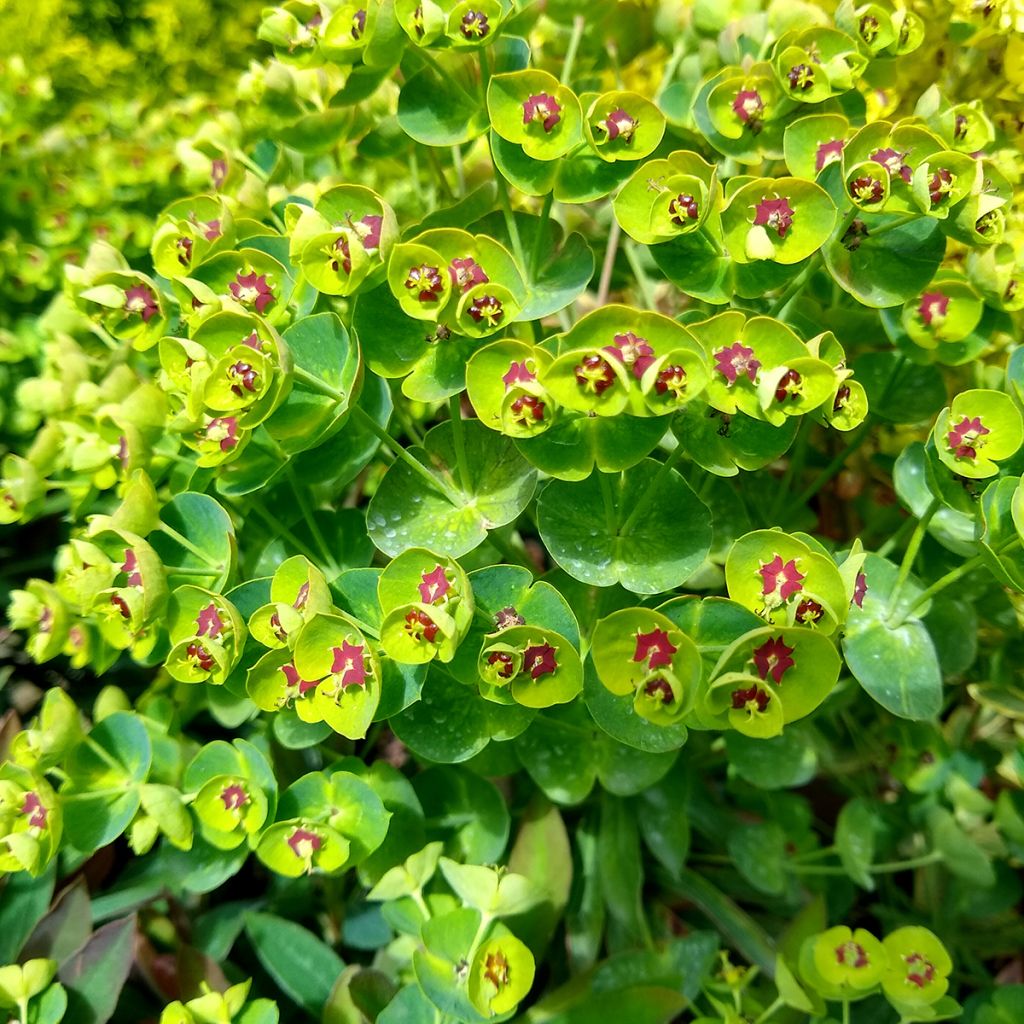 Euphorbia pseudovirgata Redwing Charam - Spurge