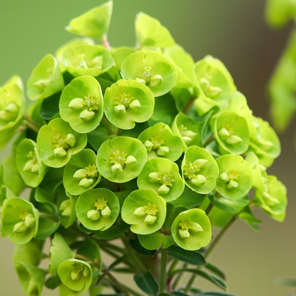 Euphorbia pseudovirgata Redwing Charam - Spurge