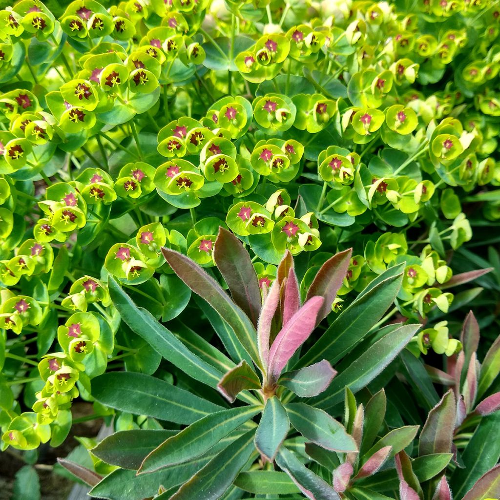 Euphorbia pseudovirgata Redwing Charam - Spurge