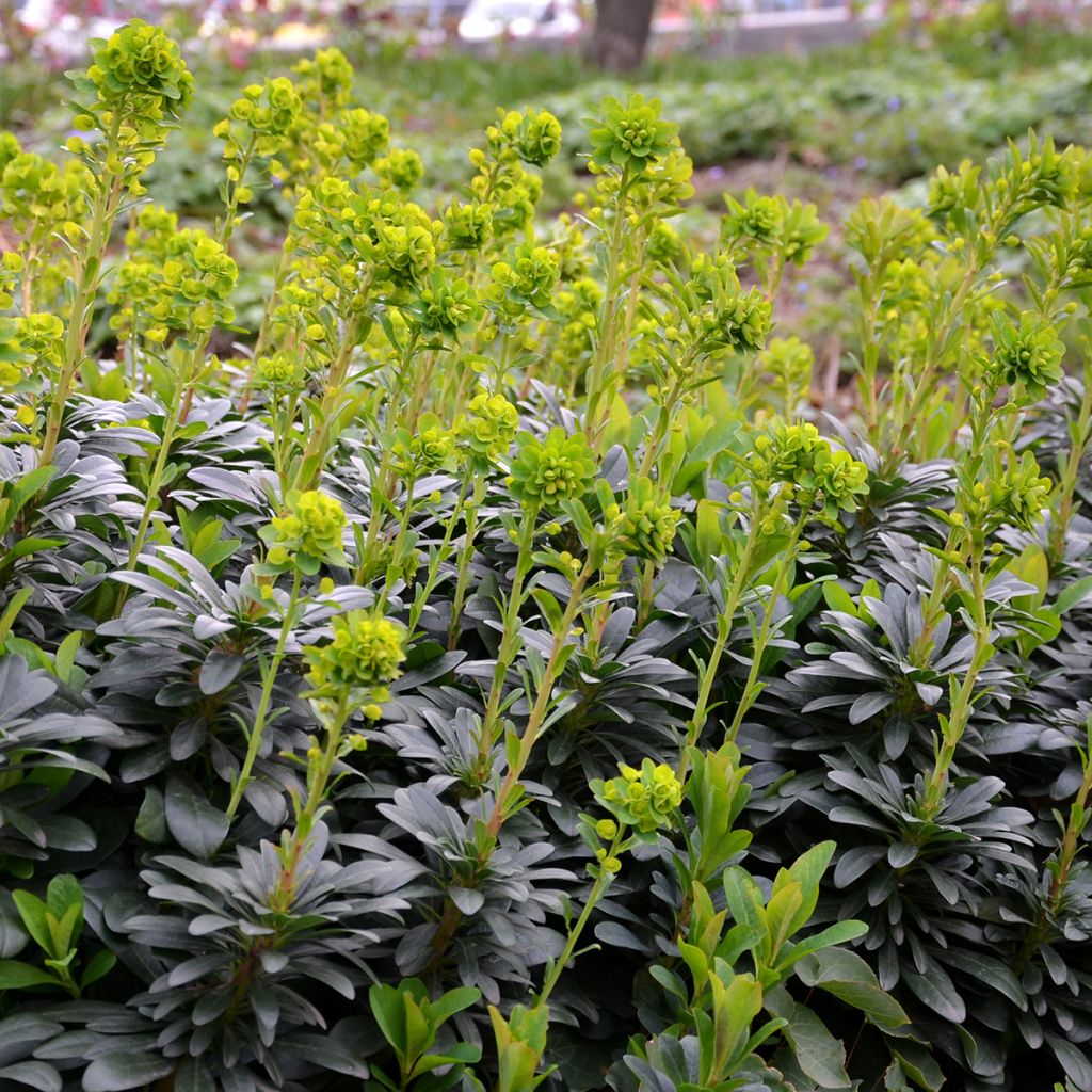 Euphorbia amygdaloïdes var. robbiae - Spurge