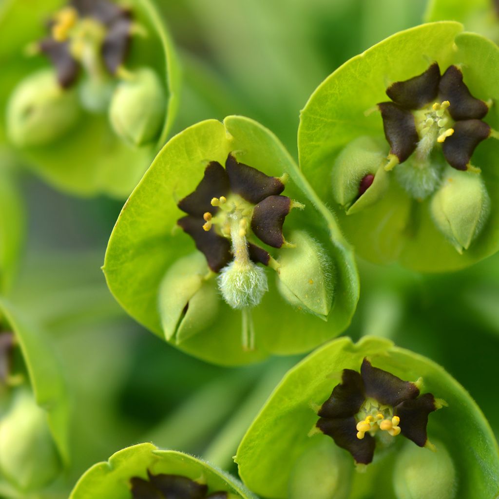 Euphorbia characias Black Pearl - Spurge