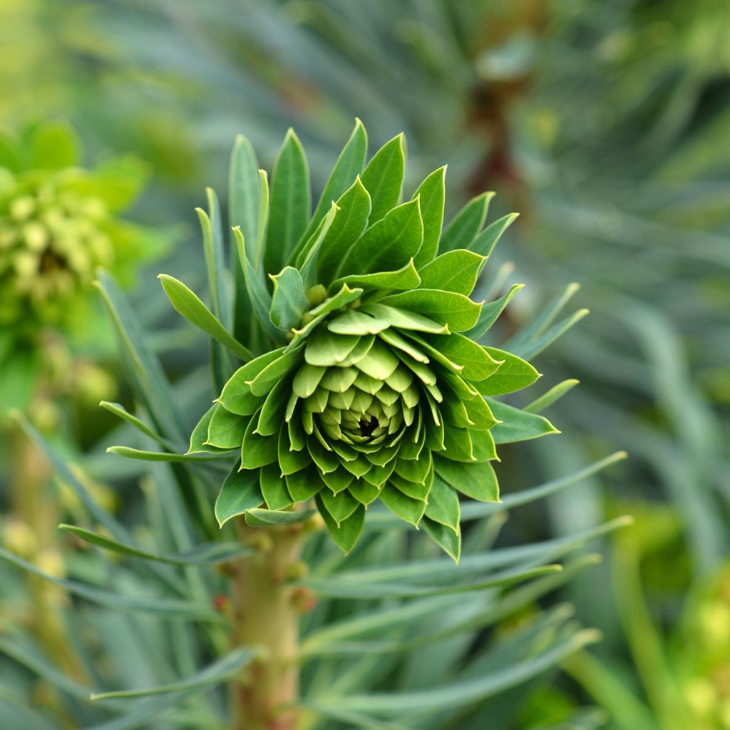 Euphorbia characias Black Pearl - Spurge