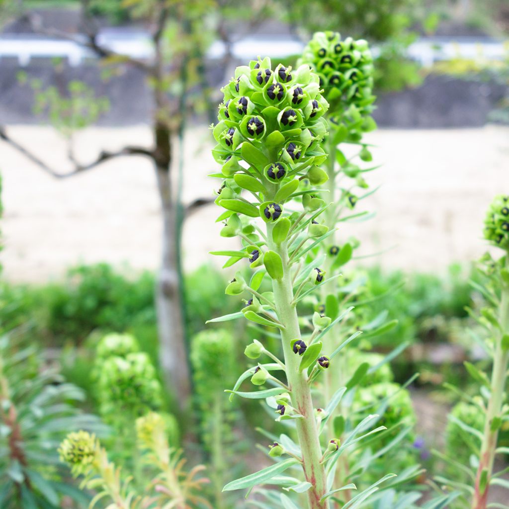 Euphorbia characias Black Pearl - Spurge