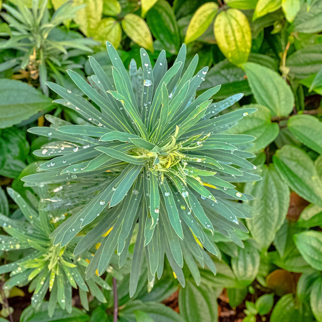 Euphorbia characias Black Pearl - Spurge