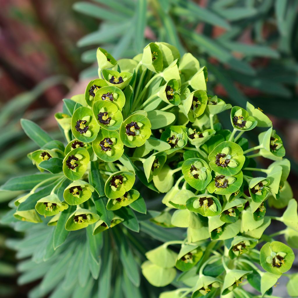 Euphorbia characias Black Pearl - Spurge