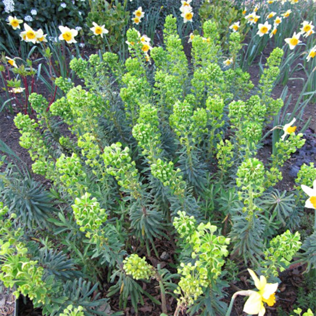 Euphorbe characias Humpty Dumpty - Euphorbe arbustive Humpty Dumpty - Euphorbe des garrigues Humpty Dumpty