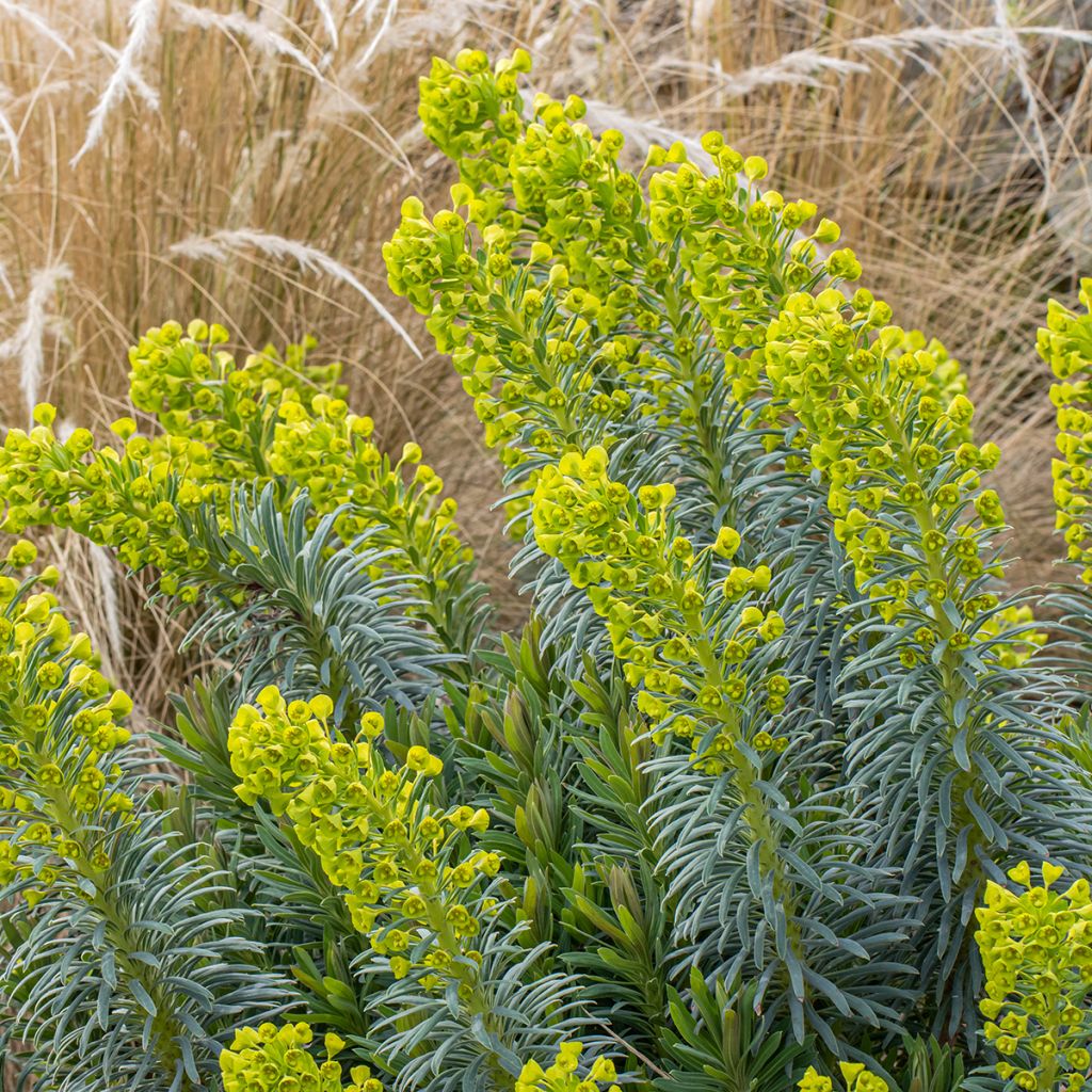 Euphorbia characias Humpty Dumpty - Spurge