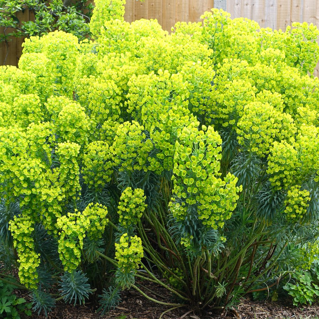 Euphorbia characias subsp. wulfenii - Spurge