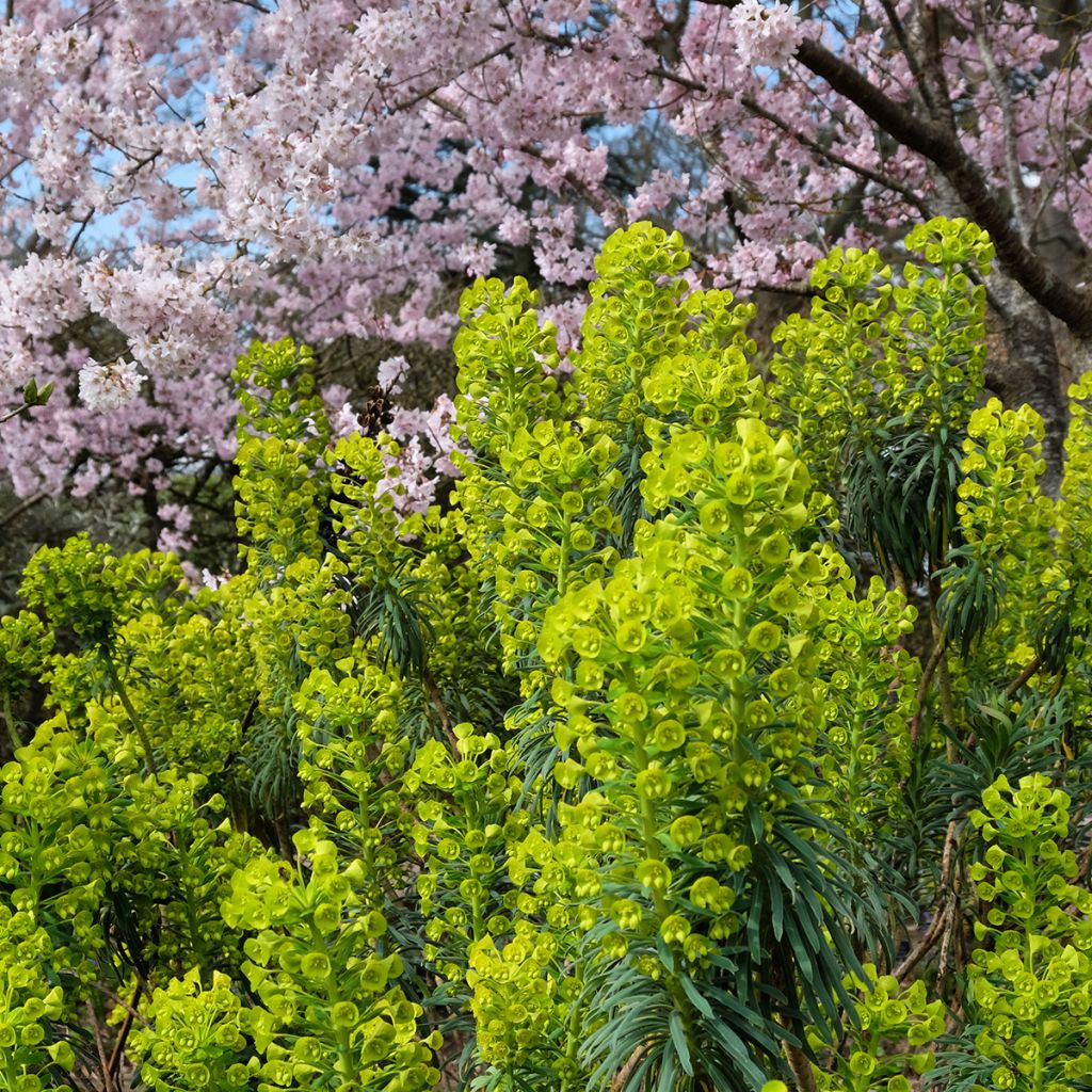 Euphorbia characias subsp. wulfenii - Spurge