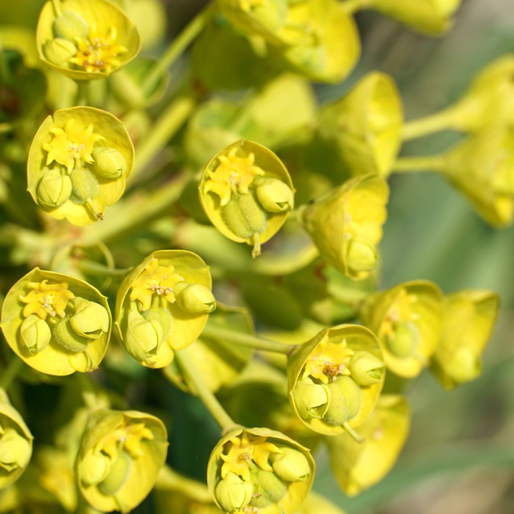 Euphorbia characias subsp. wulfenii - Spurge