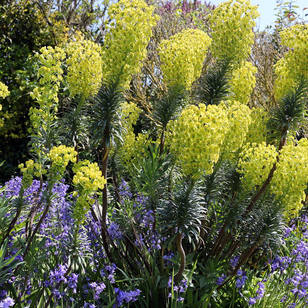 Euphorbia characias subsp. wulfenii - Spurge