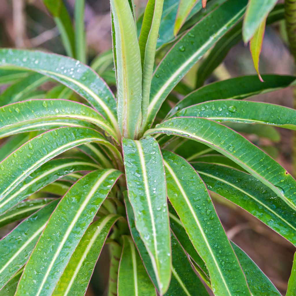 Euphorbia mellifera - Spurge