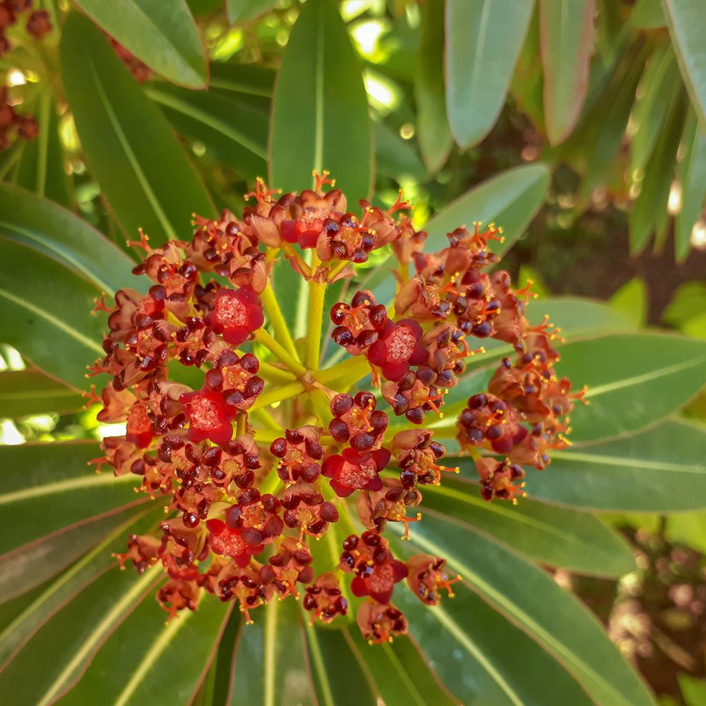 Euphorbia mellifera - Spurge