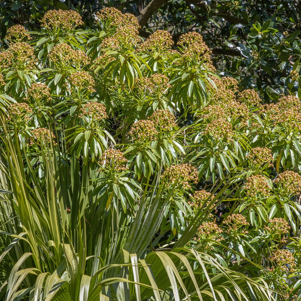 Euphorbia mellifera - Spurge