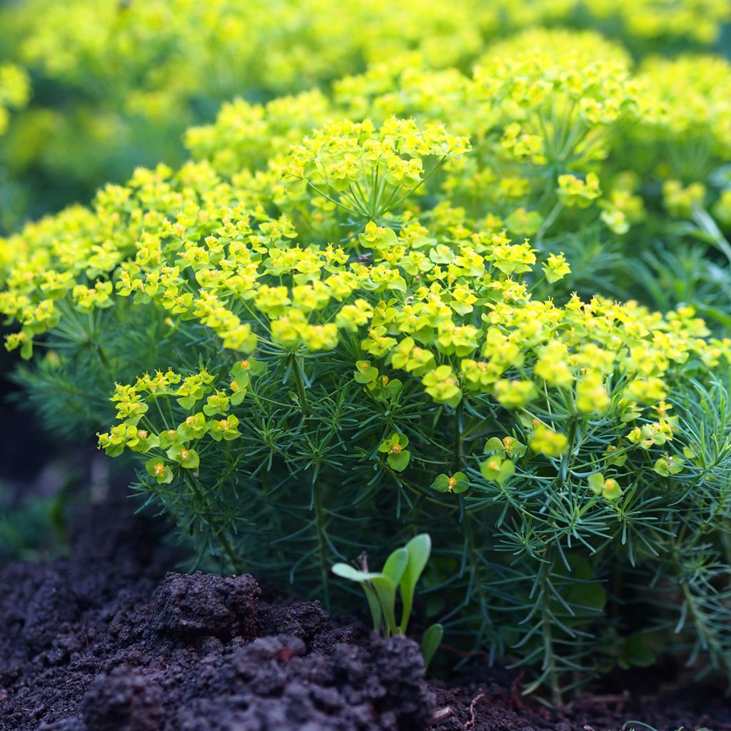 Euphorbia cyparissias Clarice Howard - Spurge