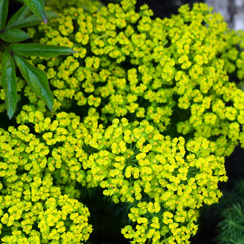 Euphorbia cyparissias Clarice Howard - Spurge