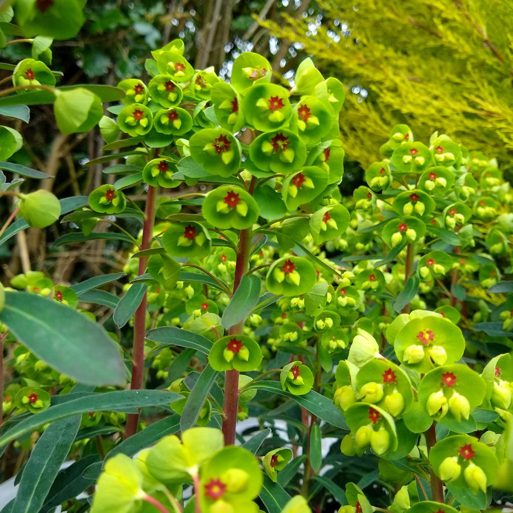 Euphorbia martinii - Spurge