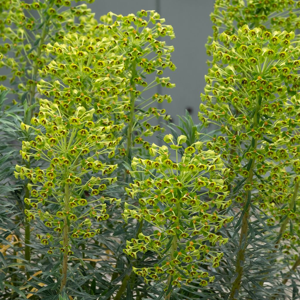 Euphorbia martinii - Spurge