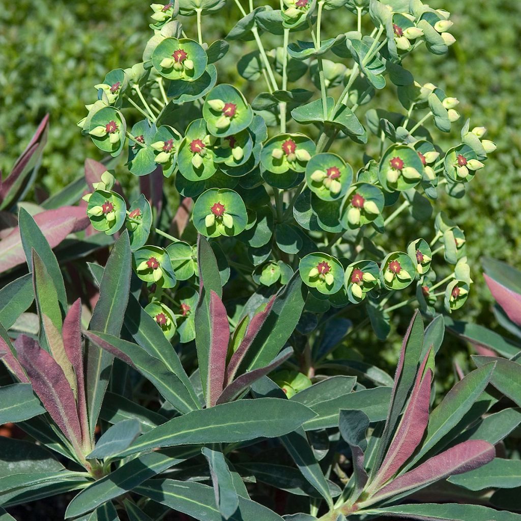 Euphorbia martinii - Spurge