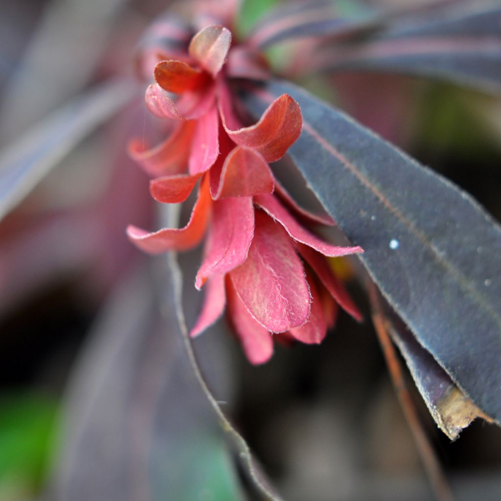 Euphorbia amygdaloides Purpurea - Spurge