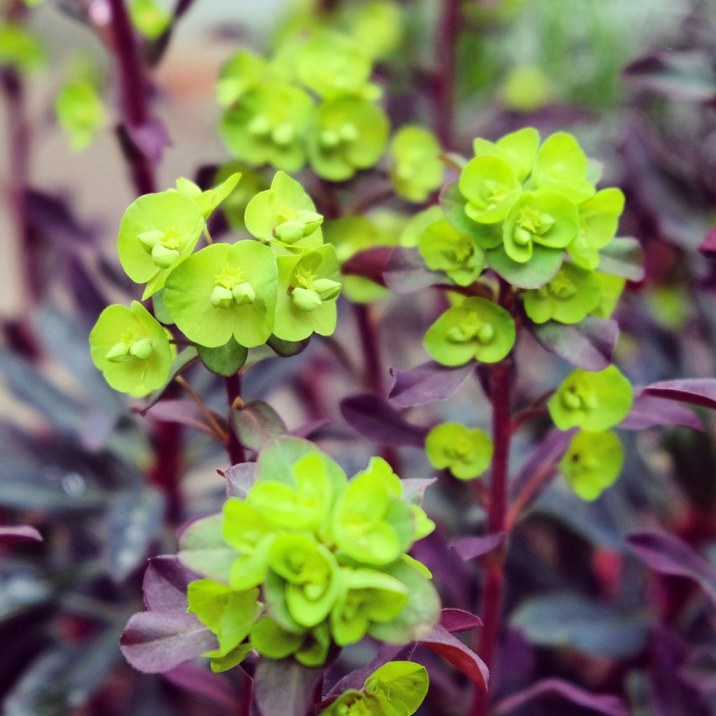 Euphorbia amygdaloides Purpurea - Spurge